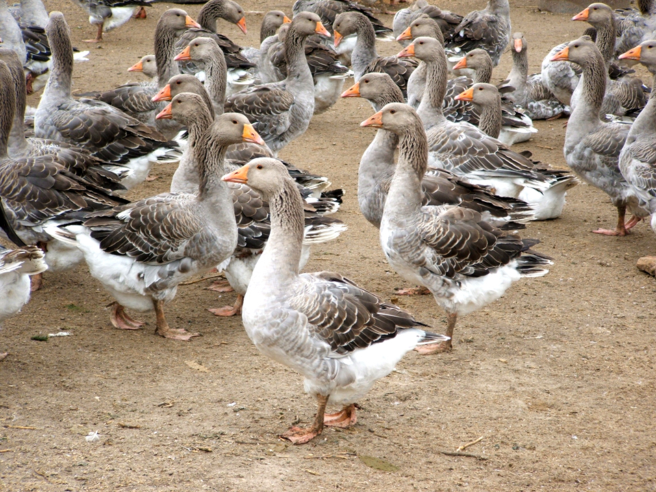 Geese on certified farms - Photocredit: ALLIED Feather & Down
