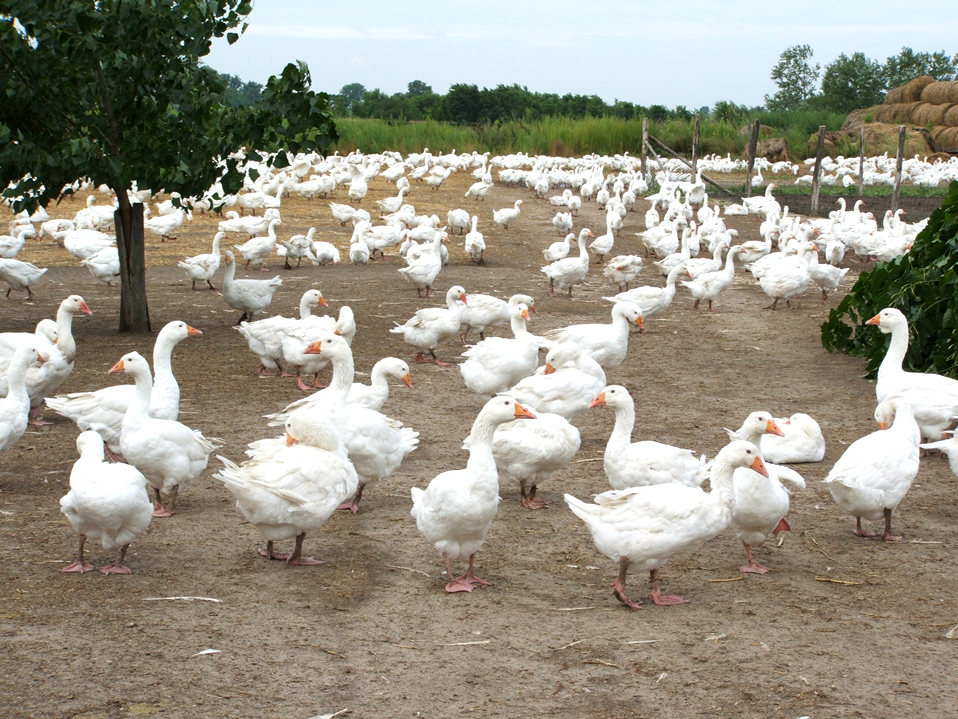 Geese on certified farms - Photocredit: ALLIED Feather & Down