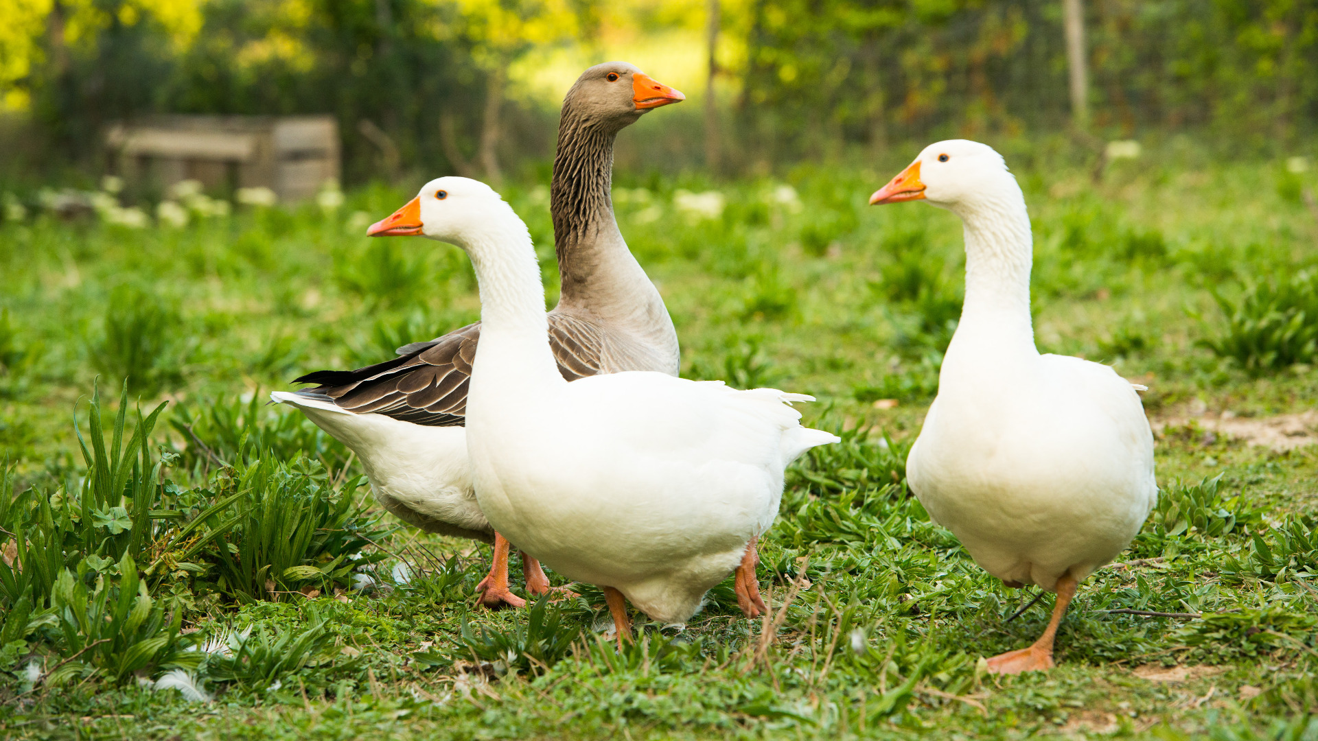 Geese outside in a field