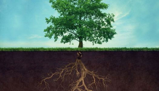 Strong roots make us crisis-proof