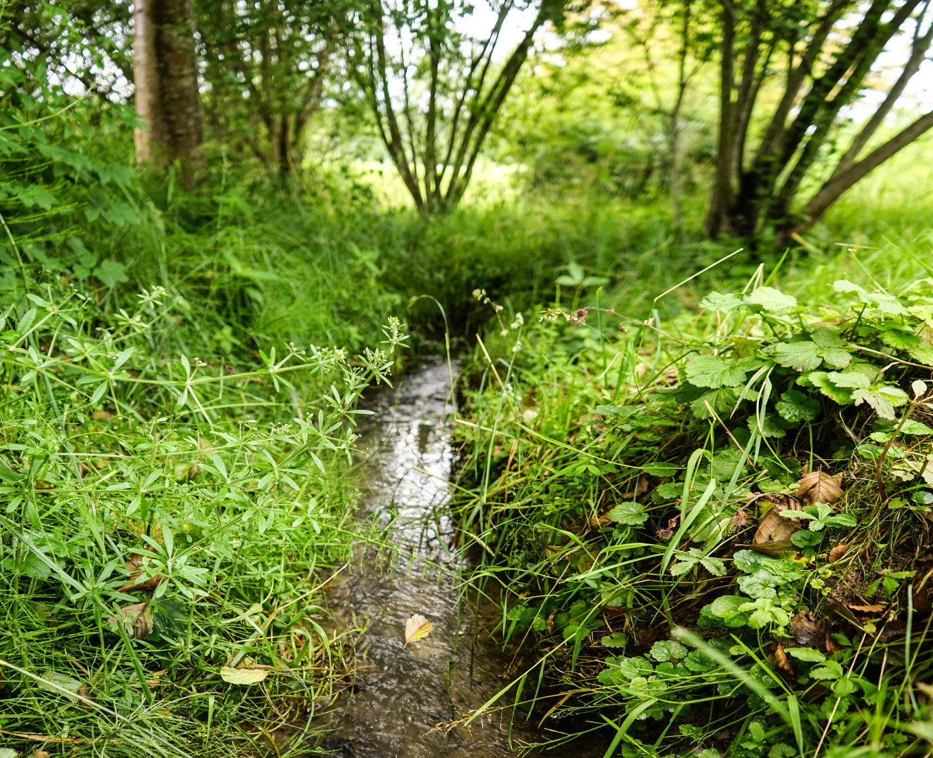 Our stream