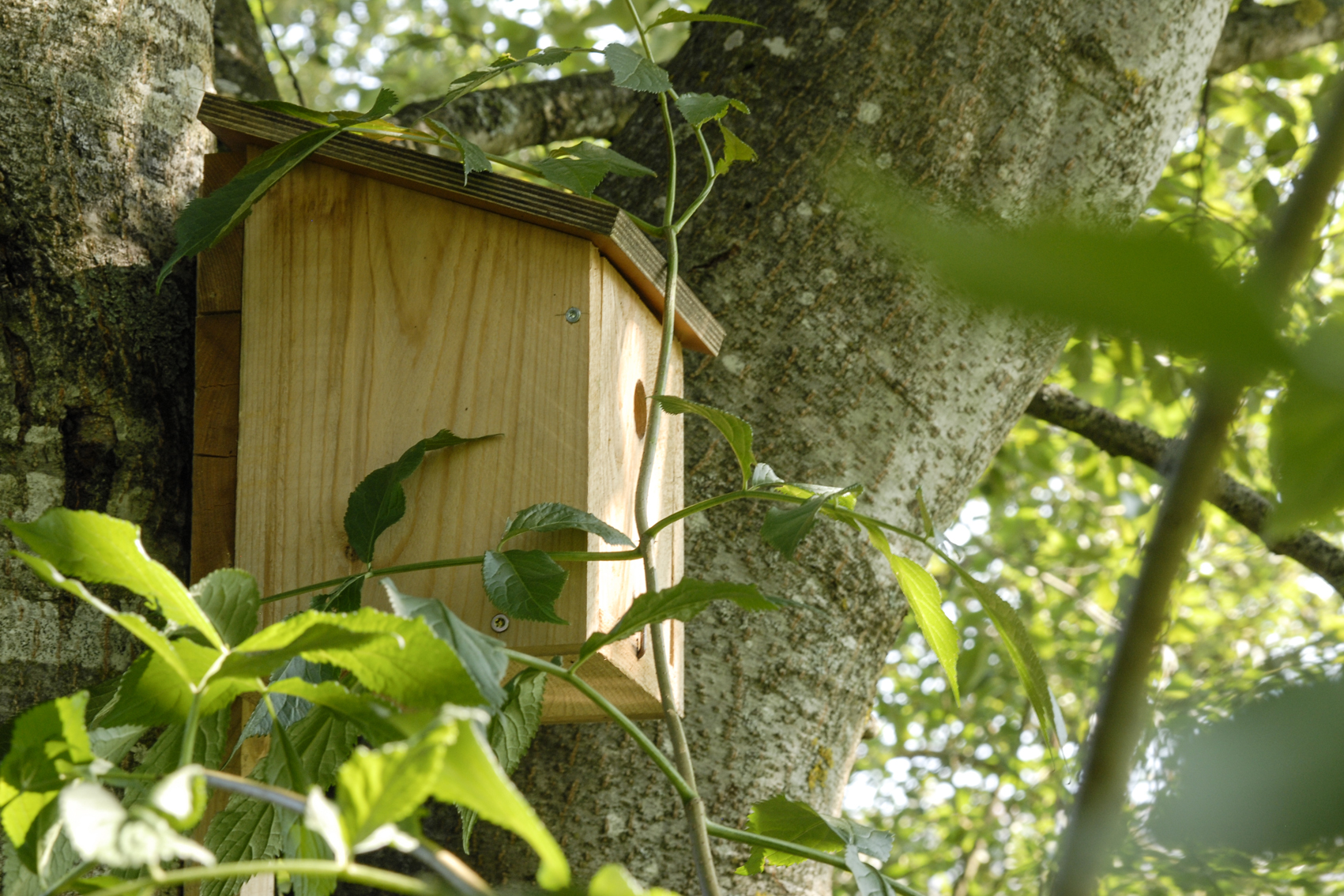 Nest box