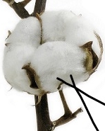 Organic cotton