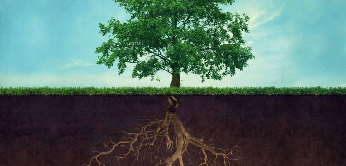 Strong roots make us crisis-proof